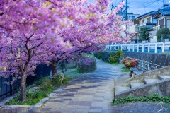最美樱花次元图欣赏 樱花下的浪漫