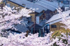 唯有春风解千愁 东京樱花竖图